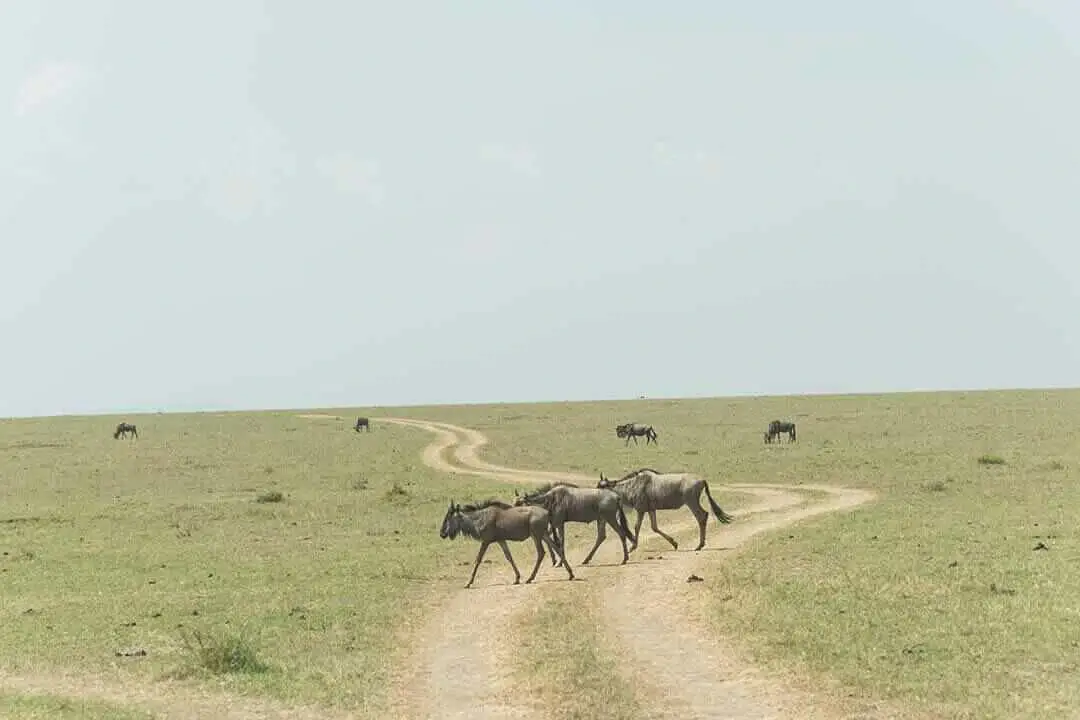 wildebeest on a game drive in mara